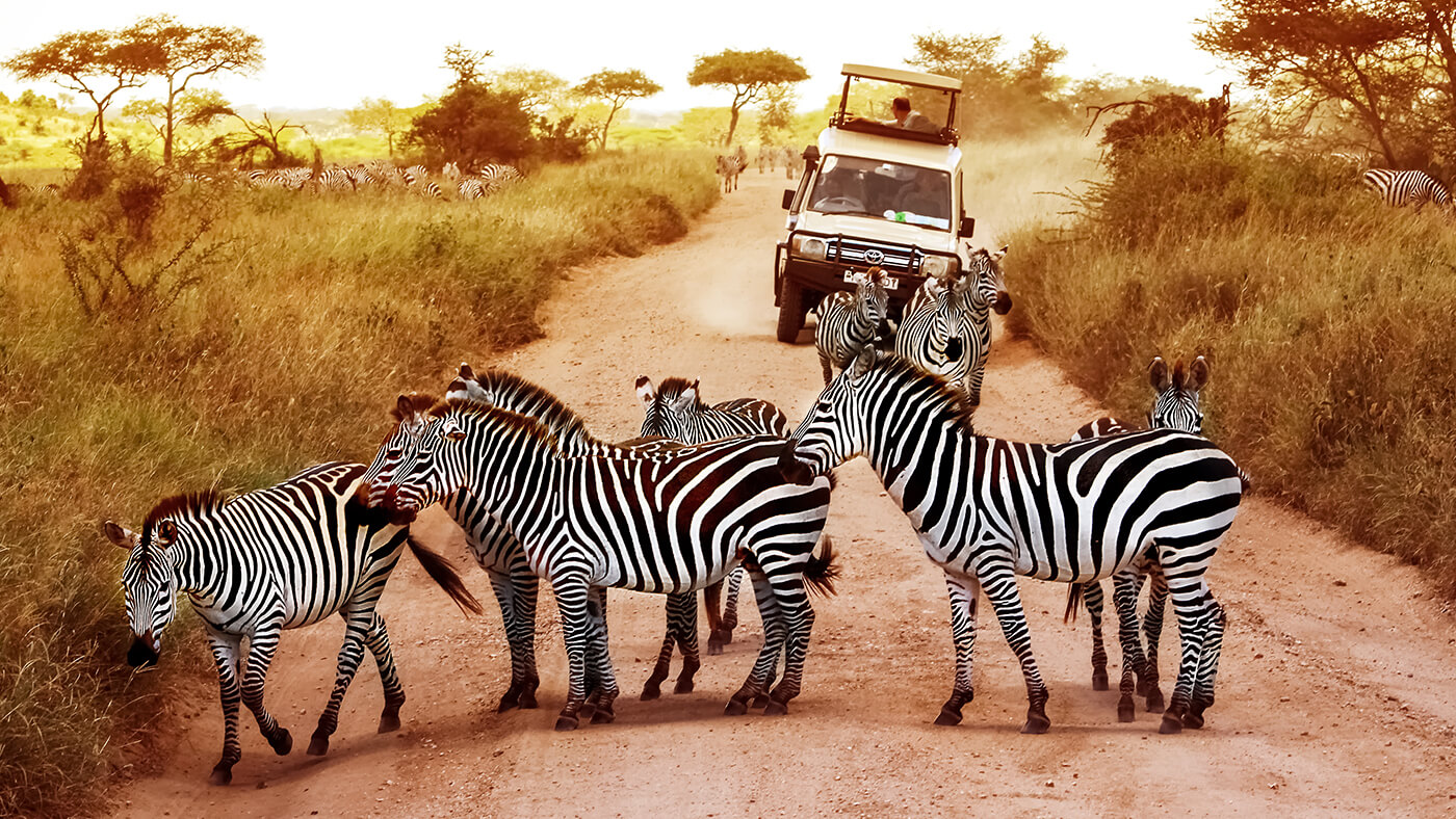 Safari tour with a herd of Zebra in the foreground.